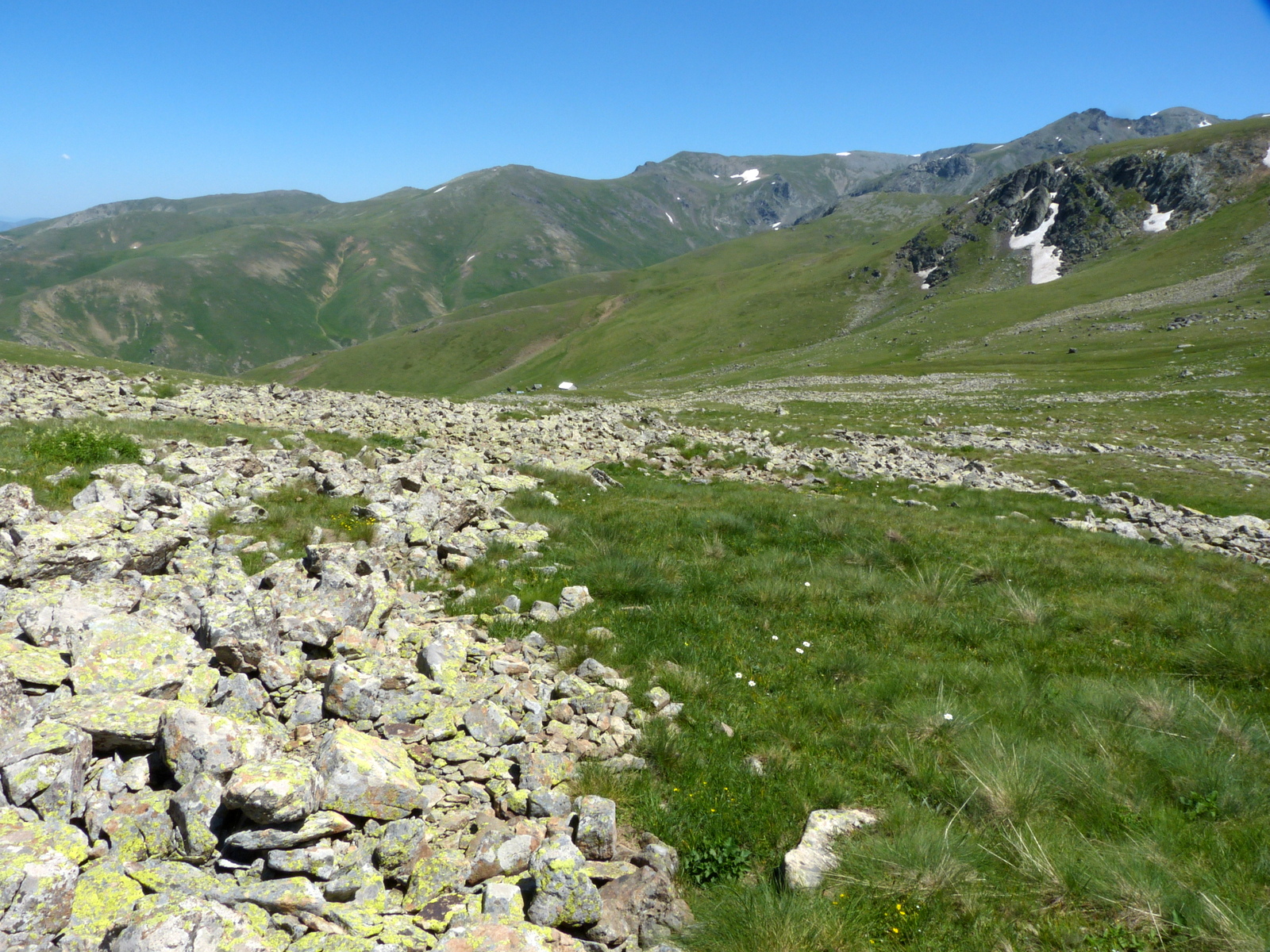 Vipera darevskii sakoi Gumustug, Gumushane Province (2)